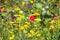 View on field with wild flower strip for improvement of agricultural landscape. Blurred multicolor blossoms and flower buds