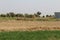 A view of fields in the country of Punjab