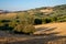 View of the fields near Tavullia at morning after the sunrise, Marche, Italy