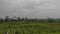 View of fields on the slopes of Mount Merapi, tropical areas with sufficient heat and cool air temperatures