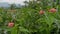 View of fields on the slopes of Mount Merapi, tropical areas with sufficient heat and cool air temperatures