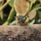 A view of a Finch in a Tree