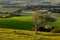 A view from Firle Beacon with a hawthorn tree in the foreground, on a sunny May evening