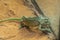 view of a Flap-neck Chameleon (Chamaeleo dilepis) in a glass cage