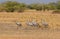 View of a flock of cranes walking at the Velavadar National Park