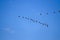 View of a flock of migrating birds hovering in the blue sky