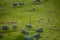 View of flock of sheep with light and dark colors, grazing in field of olive trees and green herbs