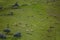 View of flock of sheep with light and dark colors, grazing in field of olive trees and green herbs