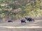 View of a Flock of Turkeys, Blendon Woods Metro Park, Columbus, Ohio