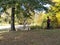 View of a Flock of Turkeys, Blendon Woods Metro Park, Columbus, Ohio