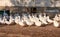 View of a flock of white goose on a poultry farm near a building