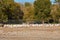 View of a flock of white goose on a poultry farm near a building