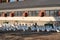 View of a flock of white goose on a poultry farm near a building