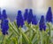 View of  floral spring landscape with blue muscari is genus of bulbous plants of the Asparagus family