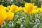 View at a flower bed along large yellow tulips with at the bottom blue and white muscari