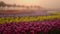 View of flower field in sunrise light. Beautiful tulip garden early morning.