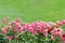 View of a flowerbed of pink rose bushes in the park against the backdrop of a lawn