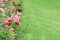 View of a flowerbed of pink rose bushes in the park against the backdrop of a lawn