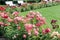 View of a flowerbed of pink rose bushes in the park against the backdrop of a lawn