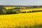 View of flowering field of rapeseed - brassica napus