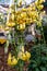 View of a flowering lily lanceolate-tiger lily