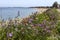 View of a flowering meadow (Skyros, Northern Sporades, Greece) against the background of the sea