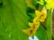 View of flowering plants of tomato apples - selective focus