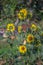 View of flowering sunflowers, vivid yellow flowers