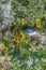 View of flowering sunflowers, vivid yellow flowers