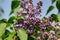 View of flowering syringa vulgaris common lilac in the spring garden