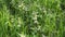 View of flowering white nettle plants in a wild