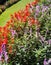 View of flowers in bloom in an area in the Hakgala Botanical Garden, Nuwara Eliya, Sri Lanka.