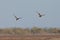 View of flying ducks in Evros river, Greece.