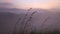 View of foggy sunrise on the Little Adam\'s Peak in Ella. Ella is a beautiful small sleepy town on the southern edge of Sri