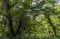 A view of the foliage in the tropical rainforest in Puerto Rico