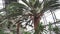 View on the foliage of various trees in a glasshouse