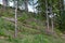 View of foliar forest on the slope in summer