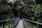 View of footprint bridge amidst trees in rainforest