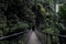 View of footprint bridge amidst trees in rainforest