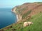 View of Foreland Point with sheep, North Devon