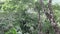 View of the forest canopy in the Amazon