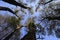 View into the forest crowns from the ground