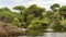 View of the forest on the Island of Sainte-Marguerite, France