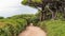 View of the forest on the Island of Sainte-Marguerite, France