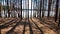 View of a forest lake through the slender trunks of pine trees on a sunny spring day. The ice where the sun shines