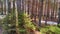 View of a forest lake through the slender trunks of pine trees on a sunny spring day. The ice where the sun shines