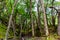 View of forest at Los Glaciares National Park