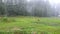 View of the forest and meadows under heavy rain. Streams of water flow from the sky. Summer rainy day.