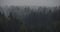 View of the forest after the rain, with mist rising among dark spruce trees