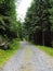 View of the forest road. Thick fir forest, stones and dirt road. Hiking trail through the forest